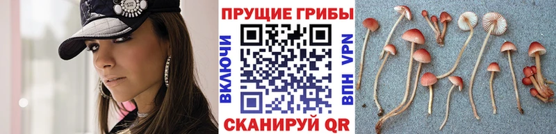Купить  Тейково  Галлюциногенные грибы GOLDEN TEACHER 